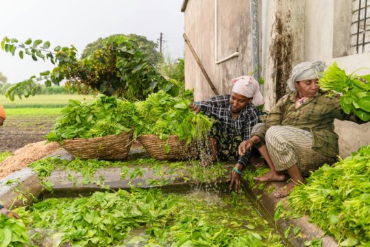 Tribal Agriculture In India: A New Era Of Farming