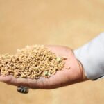 India Sees 17% Surge in Wheat Procurement to 35 Million Tonne