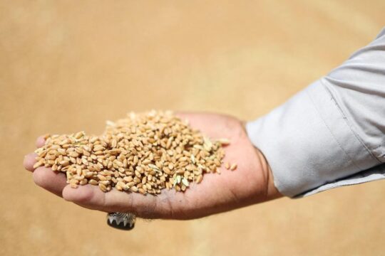 India Sees 17% Surge in Wheat Procurement to 35 Million Tonne