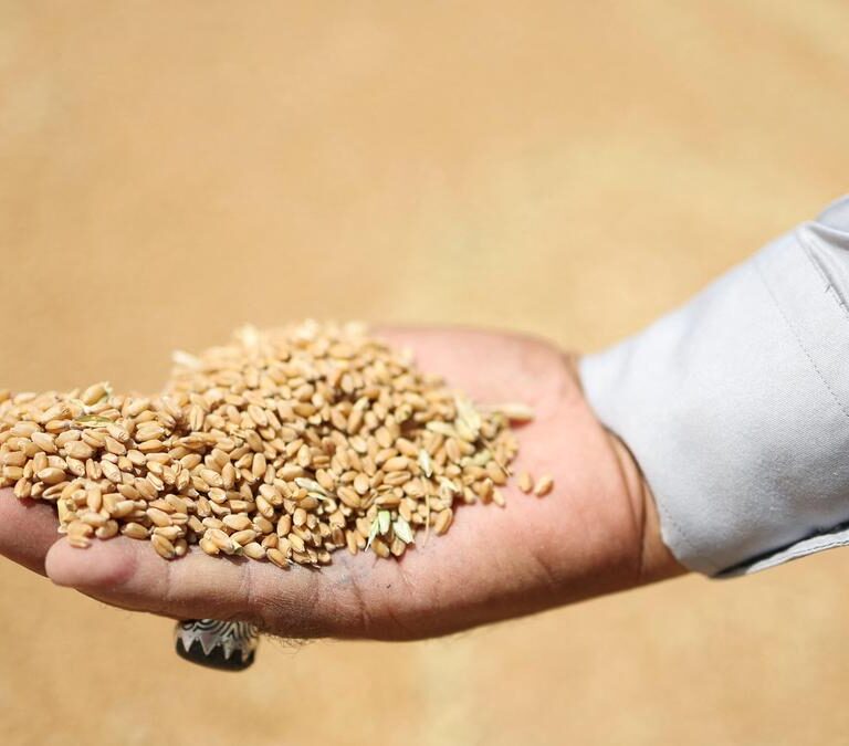 India Sees 17% Surge in Wheat Procurement to 35 Million Tonne