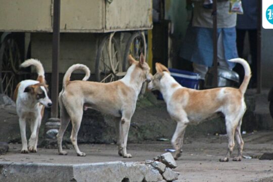 India's Stray Dog Crisis: How Transparency Can Save Lives