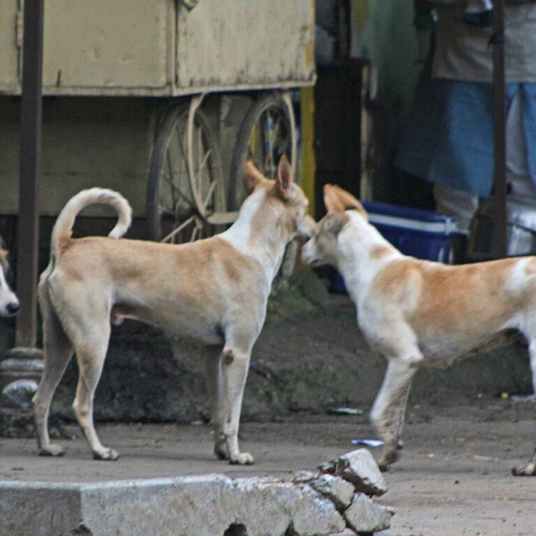 India's Stray Dog Crisis: How Transparency Can Save Lives