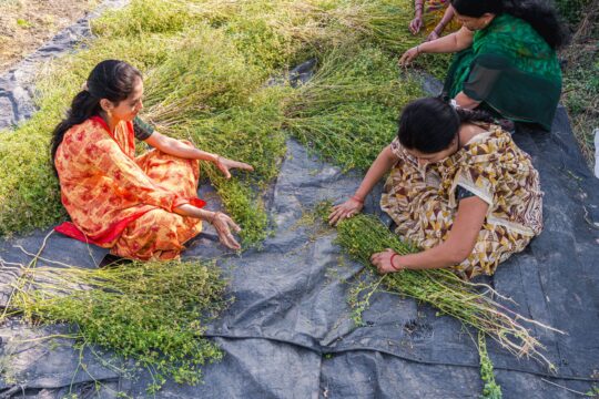 India's Organic Farming Revolution: A New Era for Agriculture