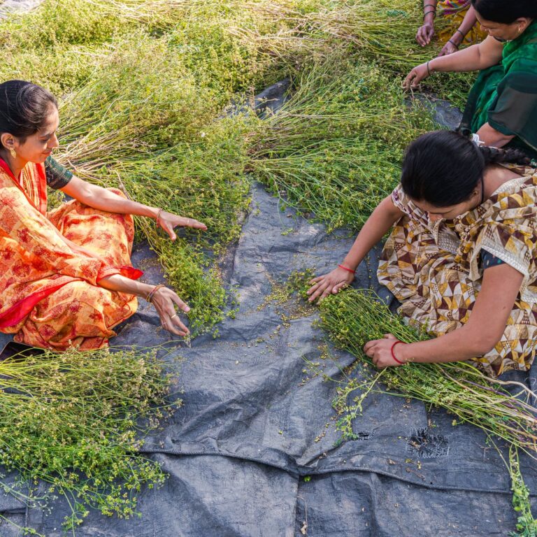 India's Organic Farming Revolution: A New Era for Agriculture