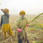 Indian Farmers Thrive Amidst Political Turmoil