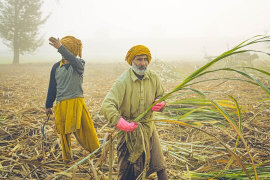 Indian Farmers Thrive Amidst Political Turmoil