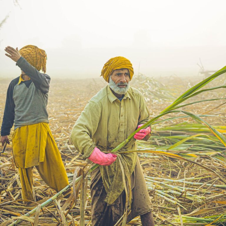 Indian Farmers Thrive Amidst Political Turmoil