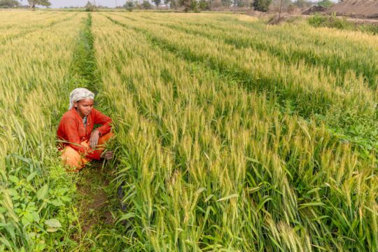 Ram Mandir Donations Under Scrutiny: Impact on Indian Agriculture