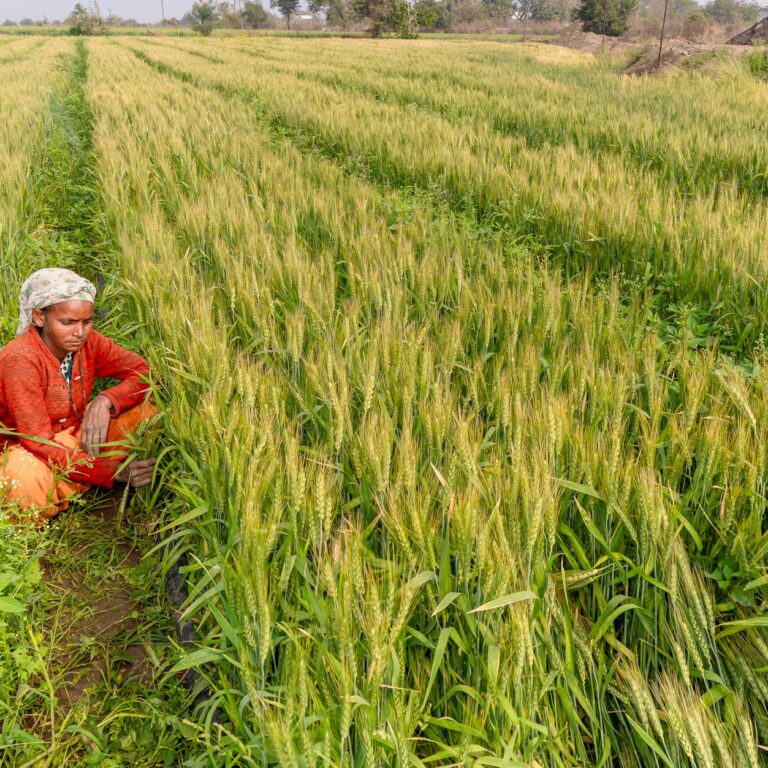Ram Mandir Donations Under Scrutiny: Impact on Indian Agriculture