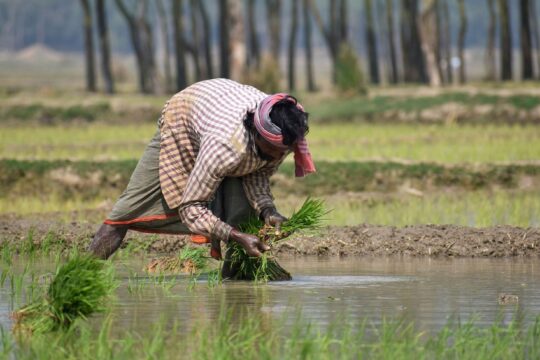 Organic Farming in India: A New Era for Sustainable Agriculture