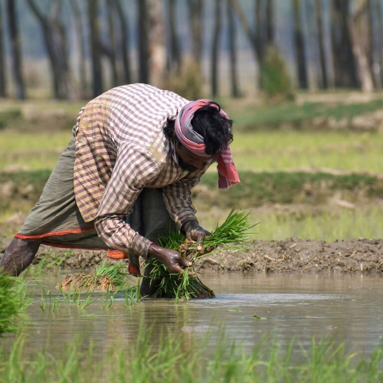 Organic Farming in India: A New Era for Sustainable Agriculture