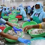 Andhra Pradesh Aqua Farmers Hit Hard by Rising Shrimp Feed Prices