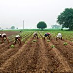 Maharashtra Farmer Suicides Expose Agri Policy Gaps