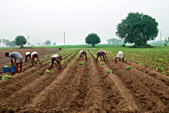 Maharashtra Farmer Suicides Expose Agri Policy Gaps