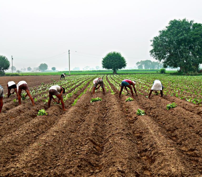 Maharashtra Farmer Suicides Expose Agri Policy Gaps