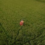 Rural Innovation: How India's Farmers Are Using Technology to Boost Yields