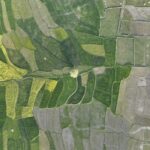 Indian Farmers Leverage Drones to Boost Crop Yields
