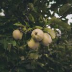 Himachal Apple Crisis: Climate Change Impacts India's Rs 5,000 Crore Economy