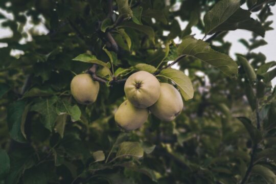 Himachal Apple Crisis: Climate Change Impacts India's Rs 5,000 Crore Economy