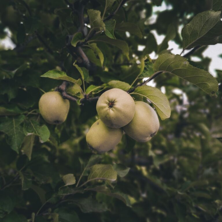 Himachal Apple Crisis: Climate Change Impacts India's Rs 5,000 Crore Economy