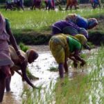 Chhattisgarh's DSR Push: A Game Changer for Indian Paddy Farmers