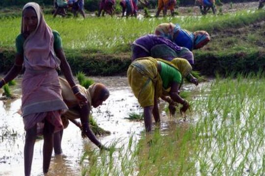 Chhattisgarh's DSR Push: A Game Changer for Indian Paddy Farmers