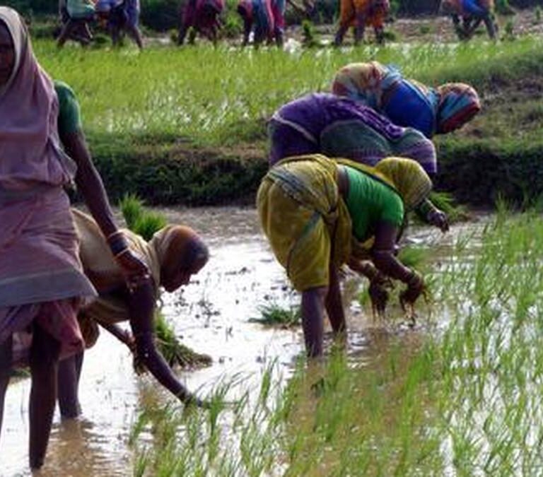 Chhattisgarh's DSR Push: A Game Changer for Indian Paddy Farmers