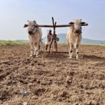Soil Health Crisis: How India's Farmers Can Learn from Global Best Practices