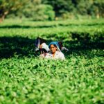 Rural Infrastructure Development: Key to India's Agricultural Growth