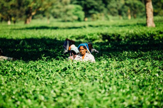 Rural Infrastructure Development: Key to India's Agricultural Growth
