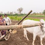 How India's Agri Policy Impacts Farmers' Livelihoods