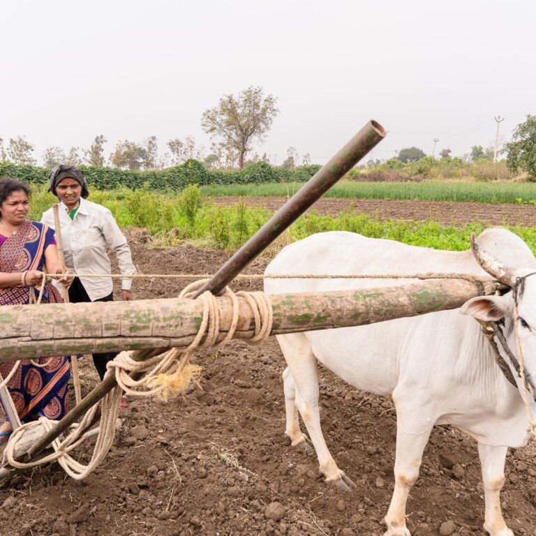 How India's Agri Policy Impacts Farmers' Livelihoods