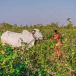 Terror Attack on Indian Labourers: Impact on Land and Soil Health