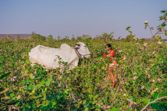 Terror Attack on Indian Labourers: Impact on Land and Soil Health