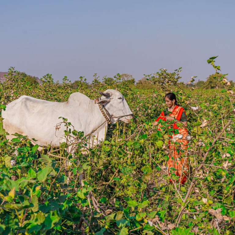 Terror Attack on Indian Labourers: Impact on Land and Soil Health