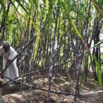 India's Sugarcane Revolution: Coimbatore Centre of Excellence