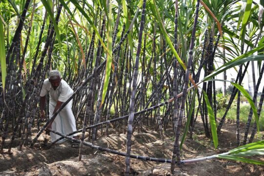 India's Sugarcane Revolution: Coimbatore Centre of Excellence