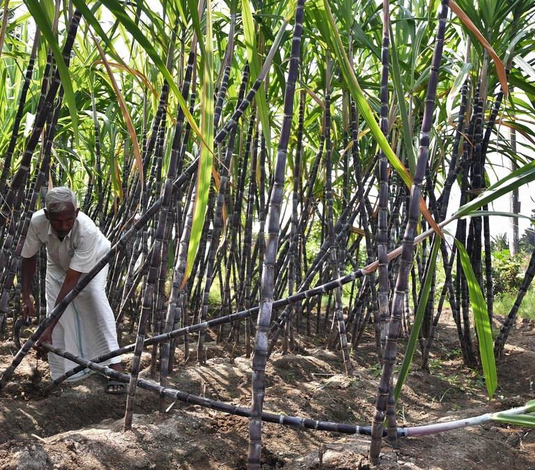 India's Sugarcane Revolution: Coimbatore Centre of Excellence